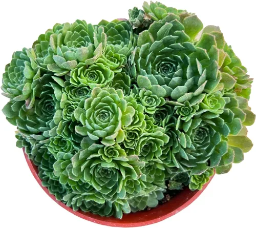 Miniatura 14 de 4" Plantas suculentas vivas Tradescantia Nanouk, suculentas en maceta de fácil cuidado, planta de interior, regalos únicos, decoración para el hogar