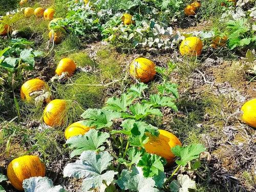 Miniatura 3 de TomorrowSeeds - Semillas de calabaza Kakai Hulless - Más de 20 unidades - para plantar Hulless Naked Dark Green Orange Black Stripe Oleaginosas
