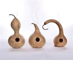 Semillas de calabaza Birdhouse - Semillas de calabaza, paquete de 25 semillas, producto estadounidense.