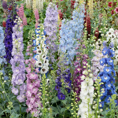 Delphinium Seeds 2000 piezas - Colores mezclados, altos, tolerantes al calor y la sequía, flores silvestres perennes autosembradas para arreglos