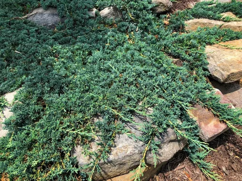 Miniatura 3 de Blue Rug Juniper Wiltonii 5 plantas vivas de 4 pulgadas Juniperus Horizontalis Cubierta de suelo rastrero, arbusto de bajo mantenimiento