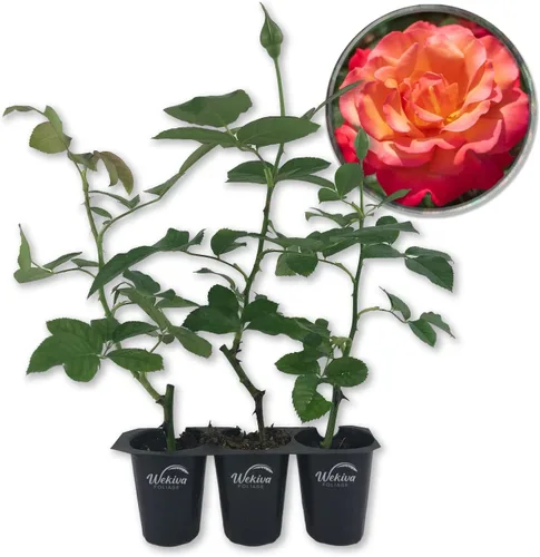 Miniatura 7 de Arbusto de rosa toscana – 1 planta de inicio vivo – Versátil y hermosa rosa Floribunda añade color y fragancia a cualquier jardín