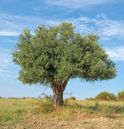 Miniatura 2 de Semillas de Olivo para Plantar 10 Semillas Olea europaea