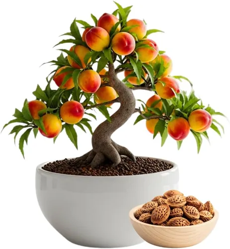 Semillas de melocotonero bonsái – 5 semillas grandes para árboles frutales en miniatura – Fácil de cultivar, resistente, produce melocotones dulces