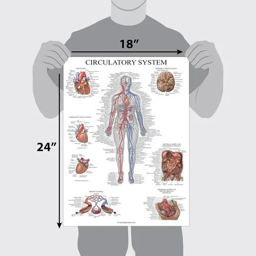 Miniatura 2 de Palace Learning Carta anatómica del sistema circulatorio, póster de anatomía vascular, (18 x 24 pulgadas)