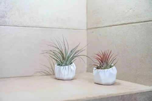 Miniatura 4 de Air Plant Shop Juego de 3 soportes geométricos blancos con plantas de aire mixtas, al por mayor y a granel, suculentas - Tillandsia viva - Plantas