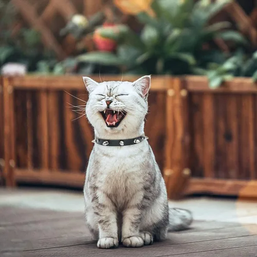 Miniatura 8 de BINGPET Collar de piel con clavos para gatos con campanas, collar de perro tachonado con hebilla, collares góticos suaves para gatitos con púas