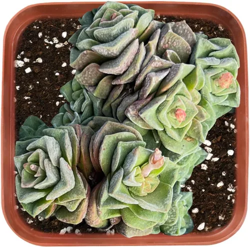 Miniatura 6 de Sprout N Green Echeveria 'Pink Tips', Mini planta suculenta viva totalmente arraigada en maceta de 2 pulgadas, planta de interior para interiores