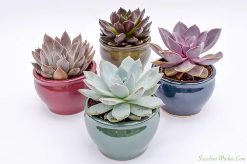 Miniatura 2 de Suculentas vivas en macetas - Plantas suculentas vivas en macetas (colección Echeveria)