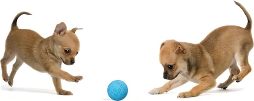 Miniatura 4 de Snug Pelotas de goma para perros pequeños y medianos, tamaño de pelota de tenis, prácticamente indestructibles (paquete de 3, azul)