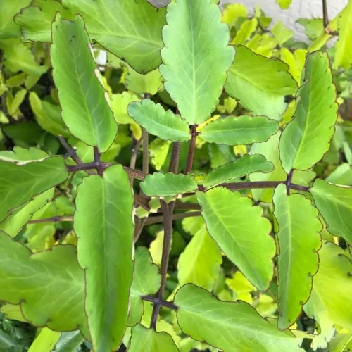 Miniatura 2 de Kalanchoe Pinnata Planta viva, planta Kalanchoe viva, 4-8 pulgadas de alto, en maceta de 4 pulgadas, planta viva suculenta Kalanchoe para plantar