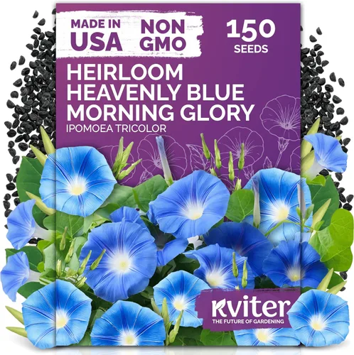 KVITER 150 semillas de gloria de la mañana azul celestial a granel (Ipomoea Tricolor) - Paquetes de semillas de reliquia - Semillas de flores