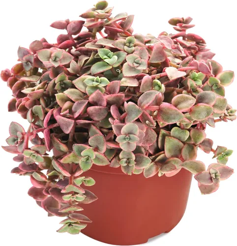 Miniatura 9 de Suculentas vivas Othonna Capensis Collar de Rubí (4 pulgadas), plantas suculentas totalmente enraizadas en macetas con tierra, planta