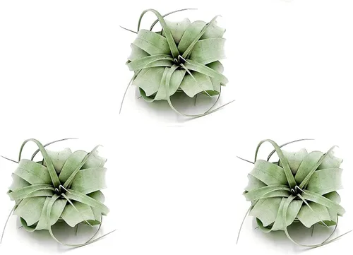 Miniatura 16 de ragnaroc Plantas de aire – Tillandsia Xerographica, gigante de 9-14 pulgadas – 1 unidad – Llegada viva garantizada – Plantas