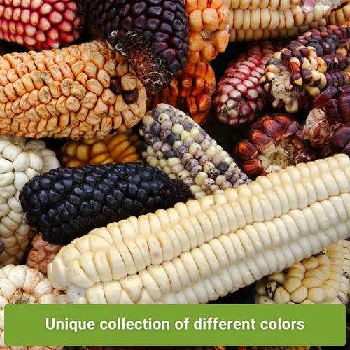 Miniatura 3 de Sow Right Seeds - Colección de semillas de maíz raras para plantar - Variedades de palomitas de maíz, hopi azul y nogal blanco King - Paquetes