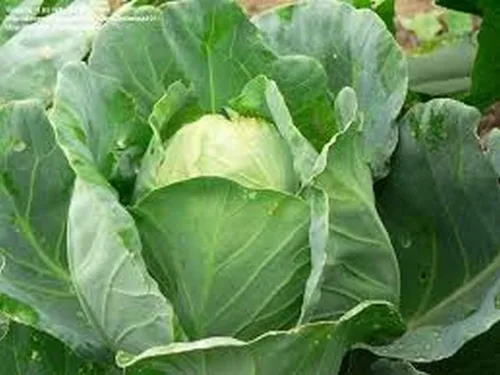 500 semillas de repollo Wakefield Early Jersey para plantar reliquia sin OMG 2+ gramos de verduras de jardín a granel supervivencia Hominy