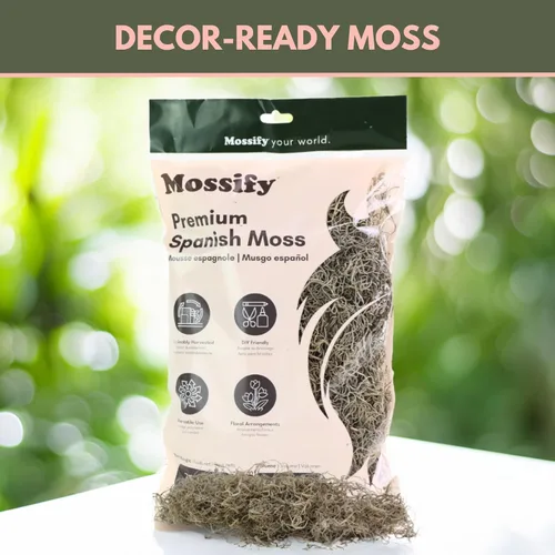 Miniatura 4 de Mossify Premium Musgo Español para Plantas Interior y Exterior 75g, 2.6Oz - Musgo Seco Natural Conservado para Manualidades, Terrarios, Arreglos