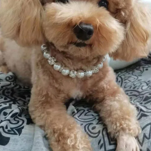 Miniatura 2 de Collar de diamantes de perlas para mascotas, collar ajustable para gatos y perros