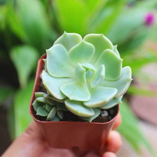 Miniatura 7 de Echeveria Lola - Planta suculenta saludable Echeveria Live de fácil cuidado para interiores, totalmente arraigada en tamaños de 2/4/6 pulgadas