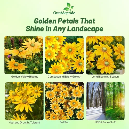Miniatura 2 de Outsidepride Green Eyes Rudbeckia Seeds - 5000 unidades. Semillas de flores anuales, fáciles de cultivar y auto-siembradas para plantar flores