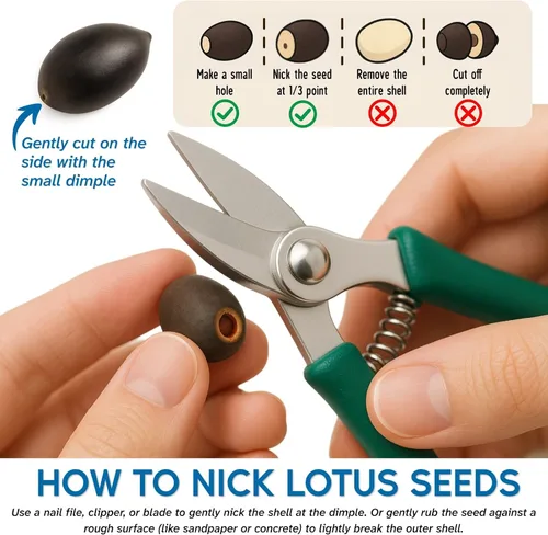 Miniatura 2 de 80 piezas de semillas de loto para plantar – Semillas de flor de loto en cuenco Bonsai, semillas mixtas de loto fáciles de cultivar,