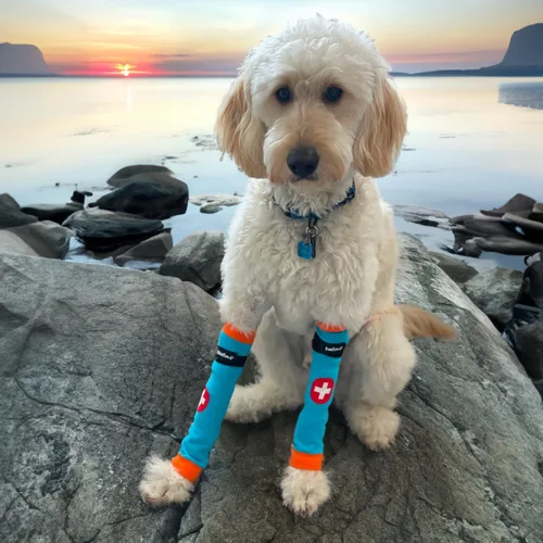 Miniatura 4 de PawFlex Comfy Paws - Leggings protectores antideslizantes de algodón para perros Funda médica para mascotas para patas de perros con agarre