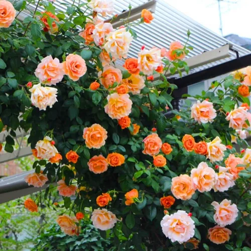 Pinky Apricot Orange Honey Rose Bush Plant Arbusto vivo, rosa trepadora fragante rosal, plantas vivas, rosas para plantar, tamaño inicial, 4 a 10