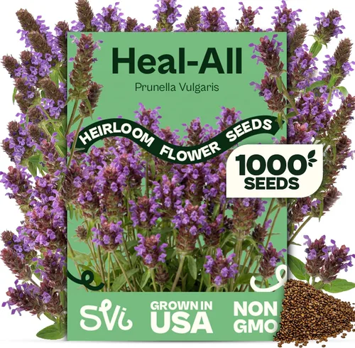 Miniatura 14 de SVI 2000 semillas de albahaca genovesa (Ocimum basilicum) - Paquetes de semillas de albahaca dulce - Semillas aromáticas de hierbas culinarias
