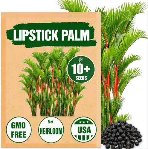 Semillas de palmera de lápiz labial premium, 10 semillas, semillas de palmera para plantar (Cyrtostachys Renda) Palmera ornamental de tronco rojo