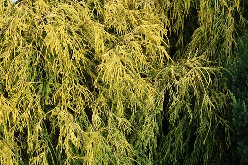 Miniatura 3 de Chamaecyparis p. f. 'Aurea' (ciprés de hilo de oro) de hoja perenne, follaje amarillo, # 2 - Contenedor