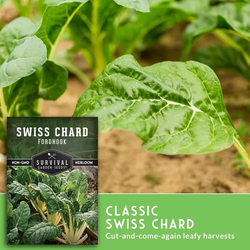 Miniatura 4 de Fordhook - Semillas de acelga gigante para plantar, acelga verde reliquia con tallos blancos, cultivo de clima fresco o cálido para jardines