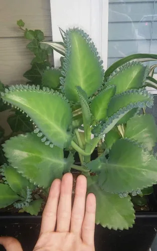 Miniatura 2 de Semillas de suculentas, Kalanchoe daigremontiana, sombrero mexicano, planta rara suculenta exótica, cactus cactus de 2 pulgadas