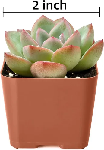 Miniatura 5 de Plantas suculentas (paquete de 6), suculentas vivas totalmente enraizadas en macetas de 5 cm con tierra, plantas únicas en maceta para bricolaje