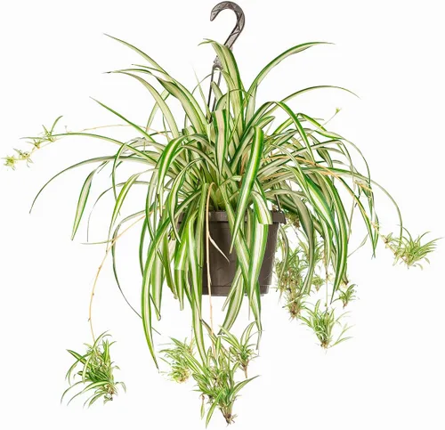 Miniatura 6 de Perfect Plants Planta de araña abigarrada inversa en maceta de cultivo de 6 pulgadas Planta de interior viva para cultivo en interiores Fácil