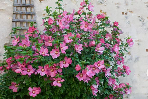 2 arbustos rosa afrodita rosa de Sharon Hibiscus (Althea) - Plantas vivas de 10 a 16 pulgadas de alto - Plántulas de arbusto floreciente/árboles -