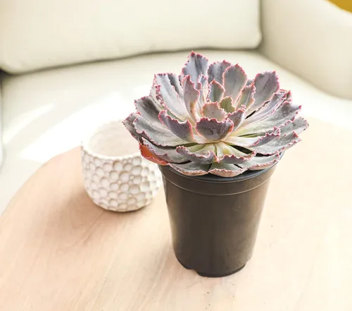Miniatura 13 de Suculentas Echeveria de 1 cuarto de galón, 4 unidades, suculentas vivas recuerdos de fiesta en macetas suculentas, plantas suculentas vivas plantas