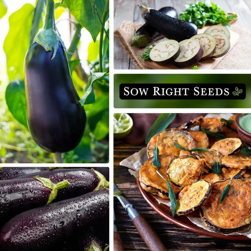 Miniatura 4 de Sow Right Seeds - Semilla de berenjena Black Beauty para plantar - Paquete de reliquia sin OMG con instrucciones para plantar un huerto en el hogar
