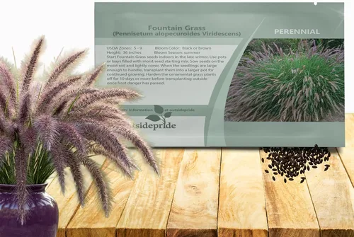 Outsidepride - 200 semillas de la hierba ornamental perenne Pennisetum viridescens (mijo perla [Fountain Grass]) para sembrar