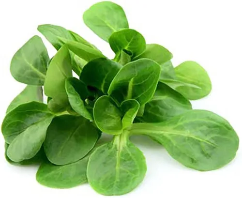 Miniatura 2 de Lechuga Mache - Deliciosa Verte de Cambrai - 300 semillas de variedad de hojas pequeñas y mejor para pasar el invierno en el frío noreste. Ensalada