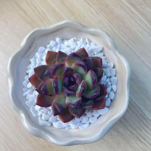 Miniatura 24 de Succulent Plants Live– Easy Care Bare Root Succulents for Indoor Outdoor Decor, Mini Live Plants for Home, Garden, Office, & Gift Ideas