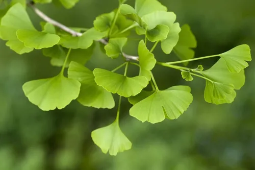 Árbol de ginkgo vivo - Árbol de culantrilla - Ginkgo biloba Plant Fit 4" Pot