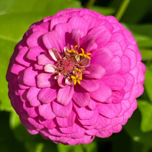 Miniatura 5 de The Old Farmer's Almanac Semillas de zinnia (mezcla de dalia) – Aproximadamente 200 semillas de flores – Premium sin OMG, polinizado abierto, origen