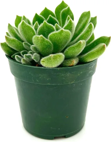 Miniatura 2 de ragnaroc Plantas suculentas vivas – Echeveria Setosa, enraizadas en maceta de 4 pulgadas – 1 unidad – Llegada viva garantizada – Plantas