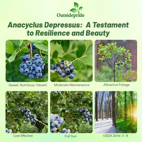 Miniatura 2 de Outsidepride Northern Highbush - Semillas de arándanos – 1000 piezas perennes, 5-8 pies de alto, pleno sol, reliquia para jardines y contenedores