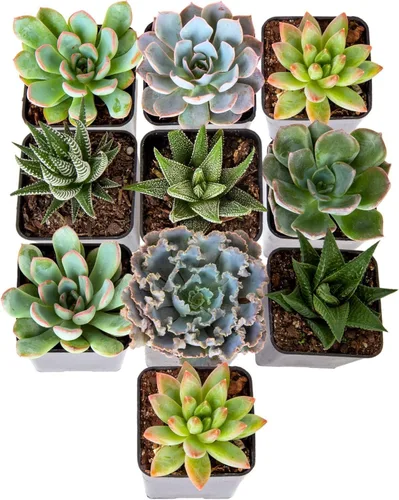 Mini suculentas Costa Farms, plantas de interior vivo, con raíz, 2 pulgadas de alto, en maceta cultivadora, paquete de 11 Maceta de cultivo (paquete