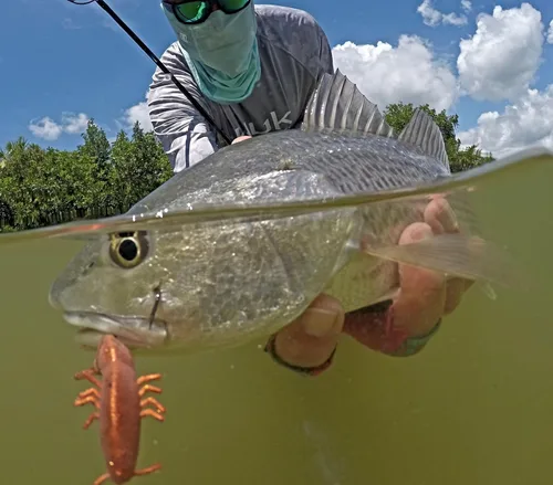 Miniatura 4 de Q8 Super Bait Super Camarones Blanco perla