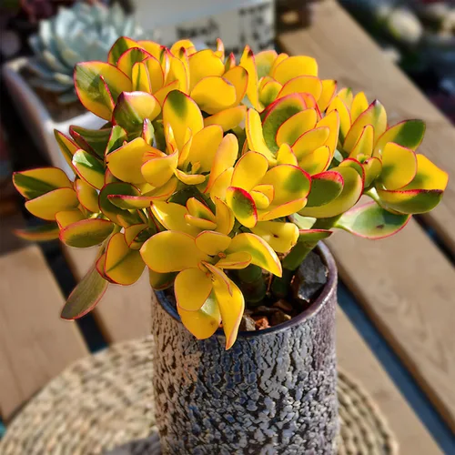Miniatura 2 de Sprout N Green Golden Jade - Crassula Ovata 'Hummel Sunset', rara planta suculenta linda totalmente enraizada en maceta de 2 pulgadas con tierra