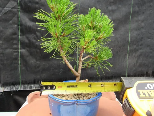 Miniatura 8 de Árbol bonsái de pino Mugo - Pequeño