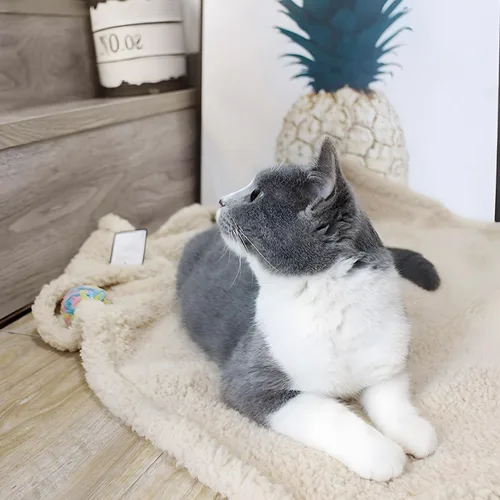 Miniatura 3 de furrybaby Mantas 2 en 1 para cachorros y perros pequeños, mantas de sherpa y vellón súper suaves de primera calidad para perros y gatos, lavables