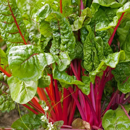 Miniatura 7 de Outsidepride Semillas de acelgas rojas para plantar verduras y microverdes, 1000 piezas de semillas vegetales bienales vibrantes, sabrosas